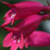 penstemon garnet - abriachan nurseries